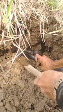 Regardez ce qu'ils trouvent dans ce trou... Serpents terrifiants