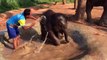 Ce bébé éléphant adore prendre son bain... Trop mignon