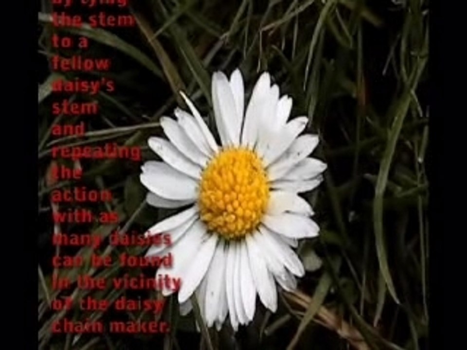 Daisy
