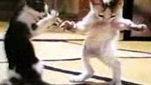 CAT DANCE