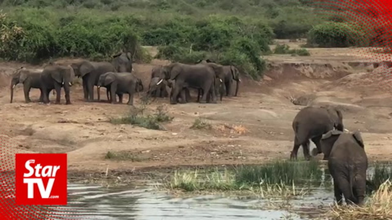 OFF THE BEAT: Lion encounter in Uganda