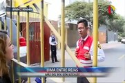 Lima enrejada: más del 95% serían ilegales
