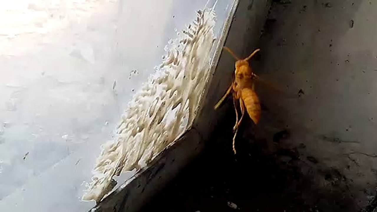 A  flying insects video