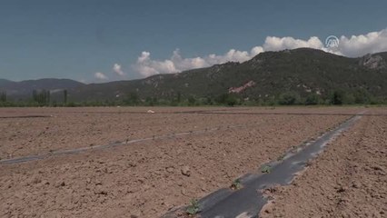 Marmara'nın Karpuzcusu"Nda Fideler Toprakla Buluşuyor - Bilecik