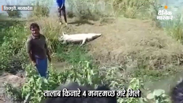 तालाब किनारे मिले चार मगरमच्छ के शव, जहर देकर मारने का आशंका