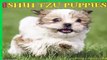 Just Shih Tzu Puppies 2018 Calendar  Review