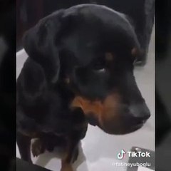 Evlenmek isteyen köpek !