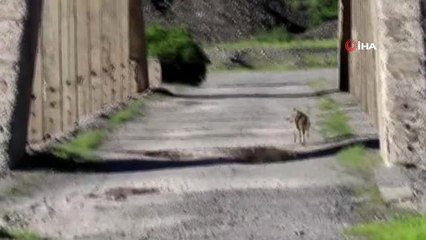 Karayoluna İnen Kurt Böyle Görüntülendi