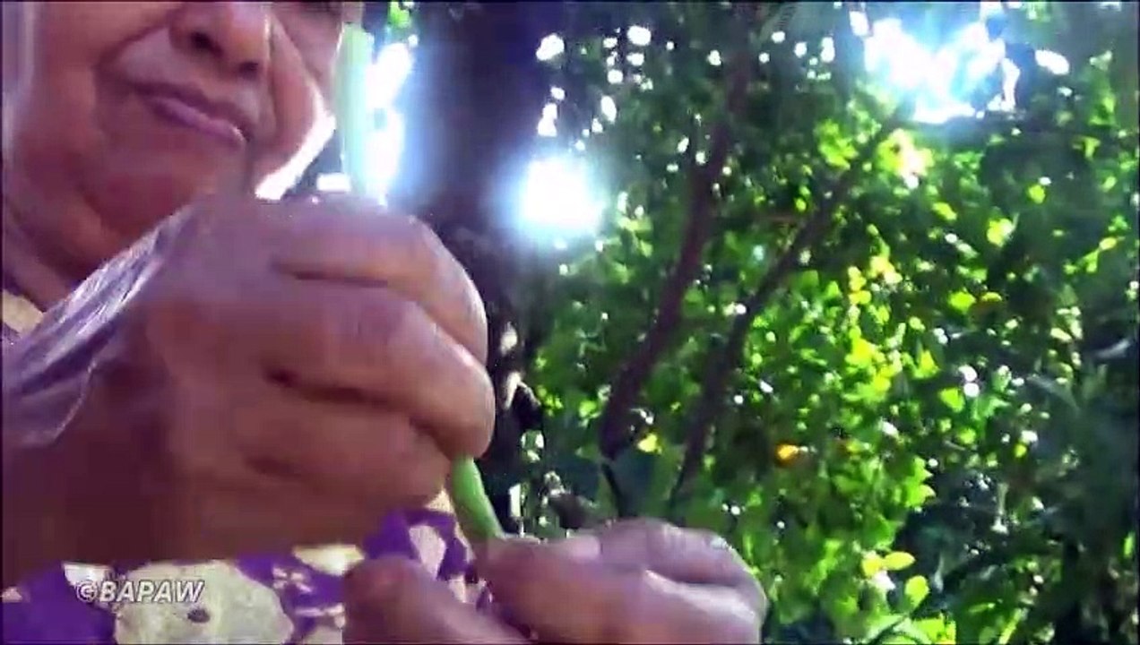 Village Aliments  cuisson des Haricots Longs dans mon Village par ma Maman