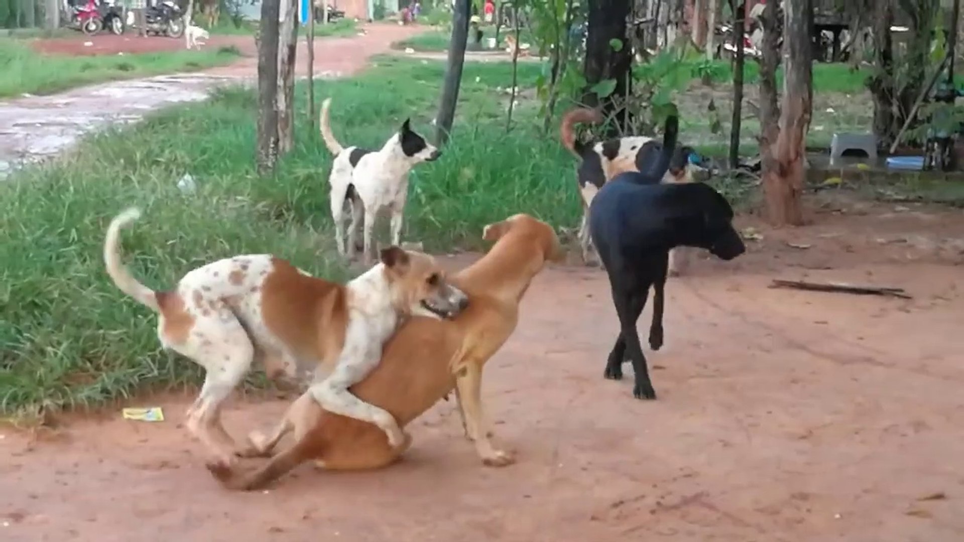 Dog mate - Köpek Çiftleşmesi - Dailymotion Video