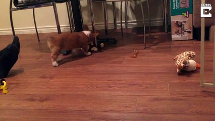 Un chiot serpillère