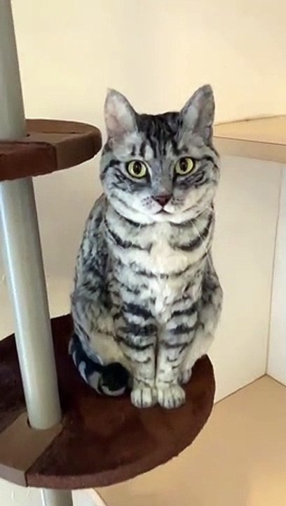 Chat ou statue ?