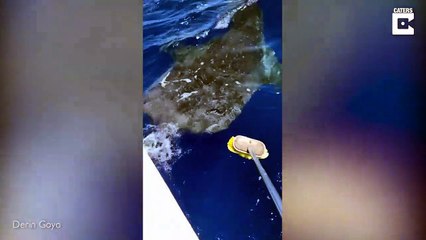Un requin-baleine veut des caresses