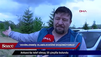 Video herunterladen: Ankara’da telef olmuş 25 çinçilla bulundu