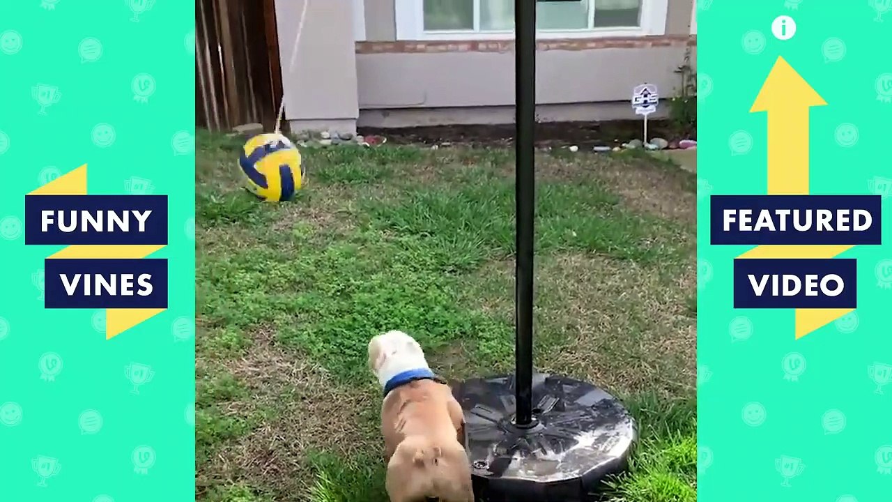 TRY NOT TO LAUGH - Funny Pet Videos of the Week!