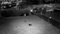 Hedgehog and fox have a friendly late-night dinner in a UK garden