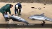 Hallan 17 delfines varados en Cantabria, 14 de ellos muertos