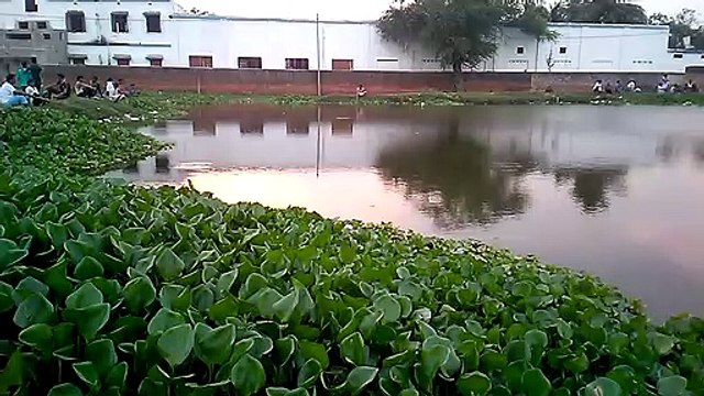 Fish catch in a beautiful evening in India