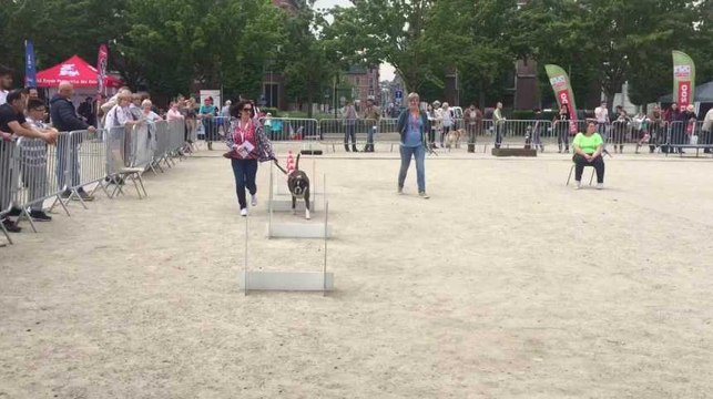 LIEGE - Concours canin Esplanade Saint Leonard