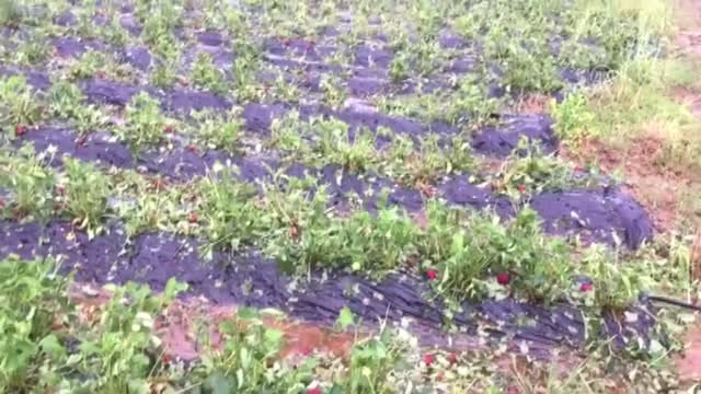 Manisa'daki Dolu ve Sel Çilek Hasadını Olumsuz Etkiledi