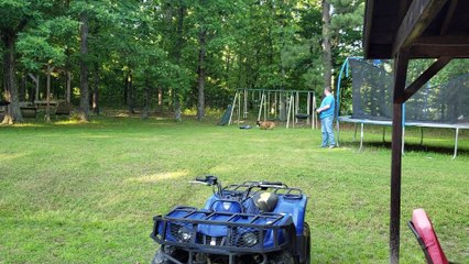 RC Toy Tries to Tire out the Pooch