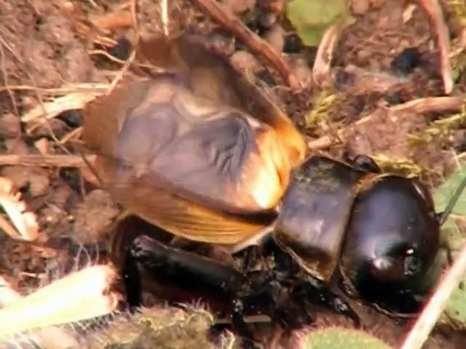 Chant du grillon  des champs ou grillon champêtre
