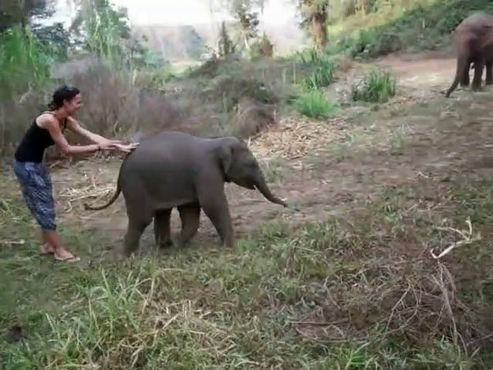 Un éléphanteau très taquin avec sa maitresse... Trop mignon