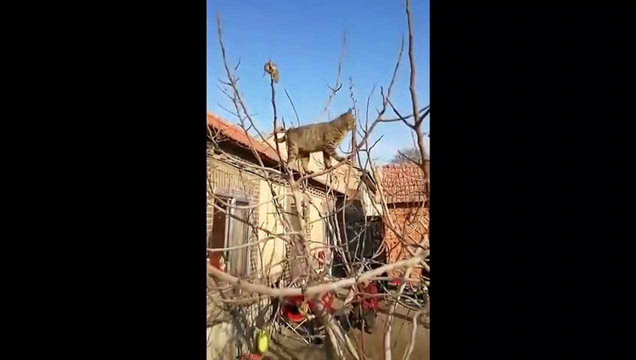 Un rat échappe à un chat d'une façon géniale