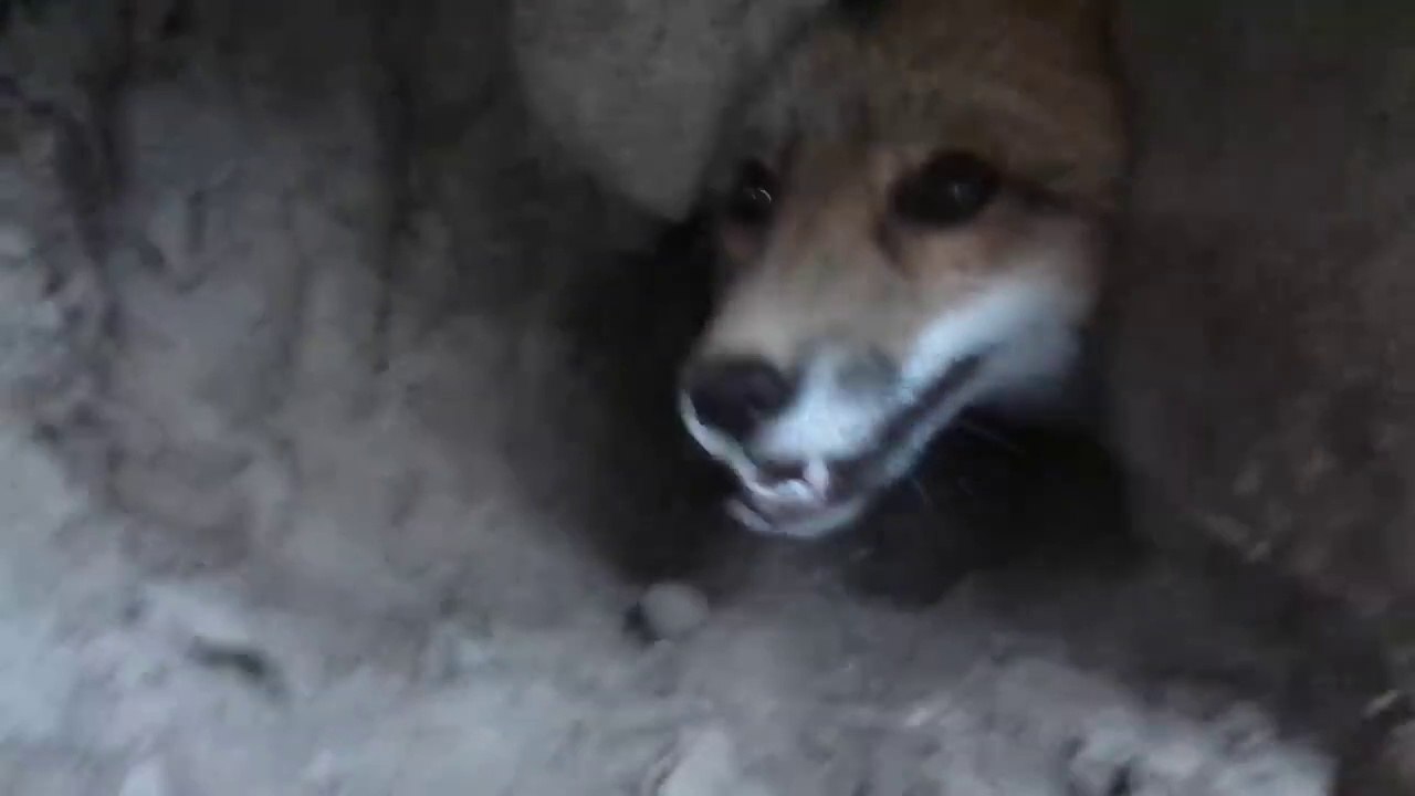 Ce renard est bien décidé à rentrer dans le jardin