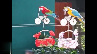 Funny & Tricks of Parrot and Bird