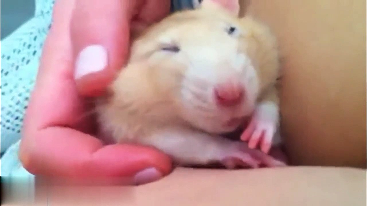 Funniest and Cutest Animal