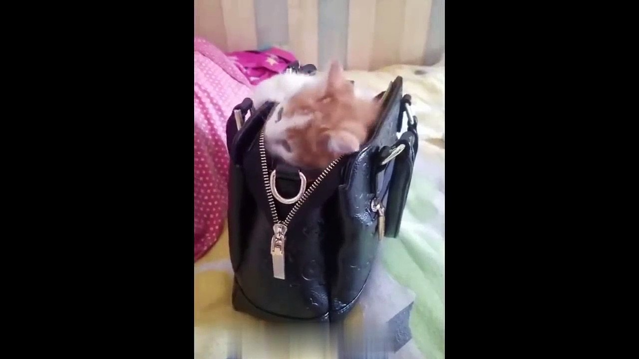 Funny And Cute Cats and Kitten