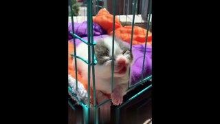 Funny action of cats compilation 2019