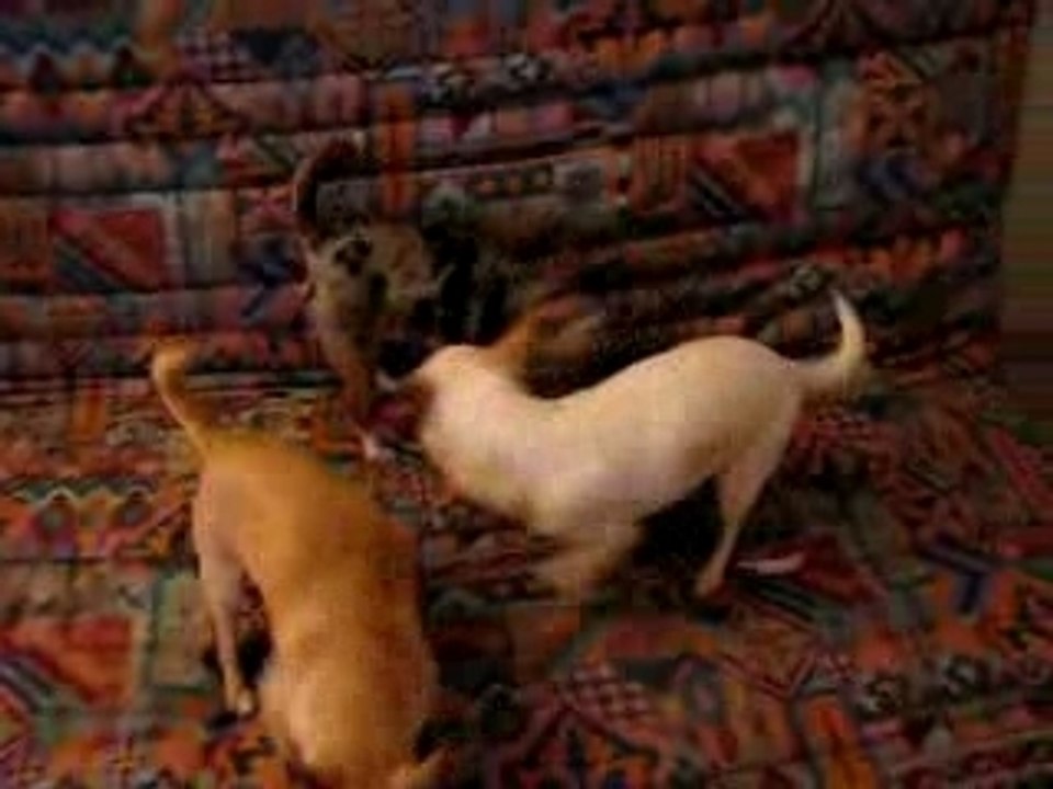 Combat de chihuahua....pour de faux