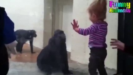 Funny Animals Scaring People_ Hilarious_ Funniest Animals Video 2018
