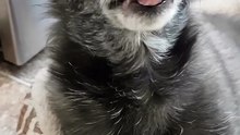 Dog  lick his nose