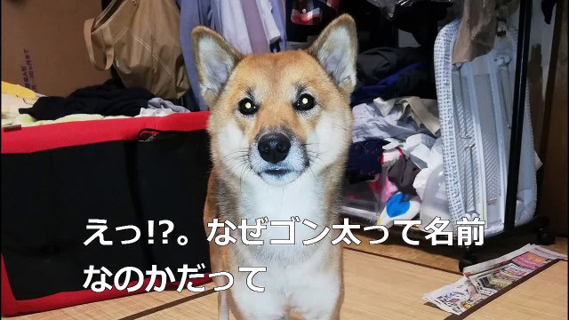 （たおやかインターネット放送）ペットとくらし兵庫県のゴン太君/繁殖されたペット、ペットショップで販売禁止Hyogo Gonta / Breeded pets, no sale at pet stores