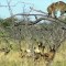 Earth Animal Planet TV - Leopard Cheetah - Leopard Escapes From The Wild Dogs Hunting