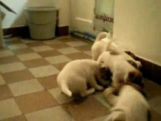 0682 - Le sachet plastique ;o)