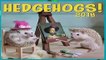 Complete acces  Hedgehogs 2018 Wall Calendar by
