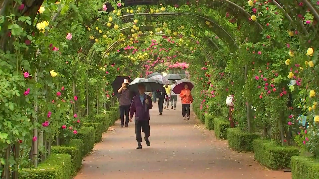 [날씨] 내일 오전까지 전국 비, 낮부터 맑고 선선 / YTN
