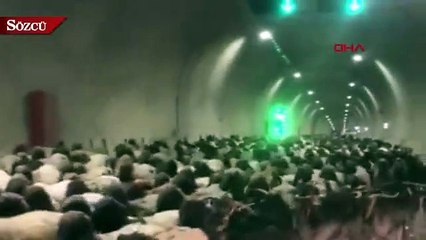Göçerler, binlerce küçükbaşı tünelleri kullanarak yaylaya çıkardı