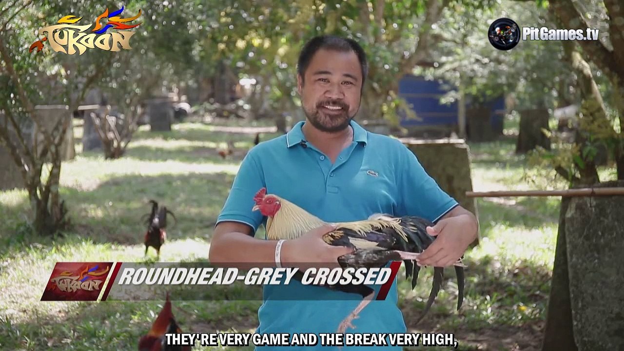 Bloodlines - Rico Cordero - Alingayo Gamefarm