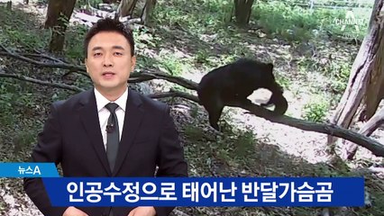 인공수정으로 태어난 반달가슴곰…유전적 다양성 확보