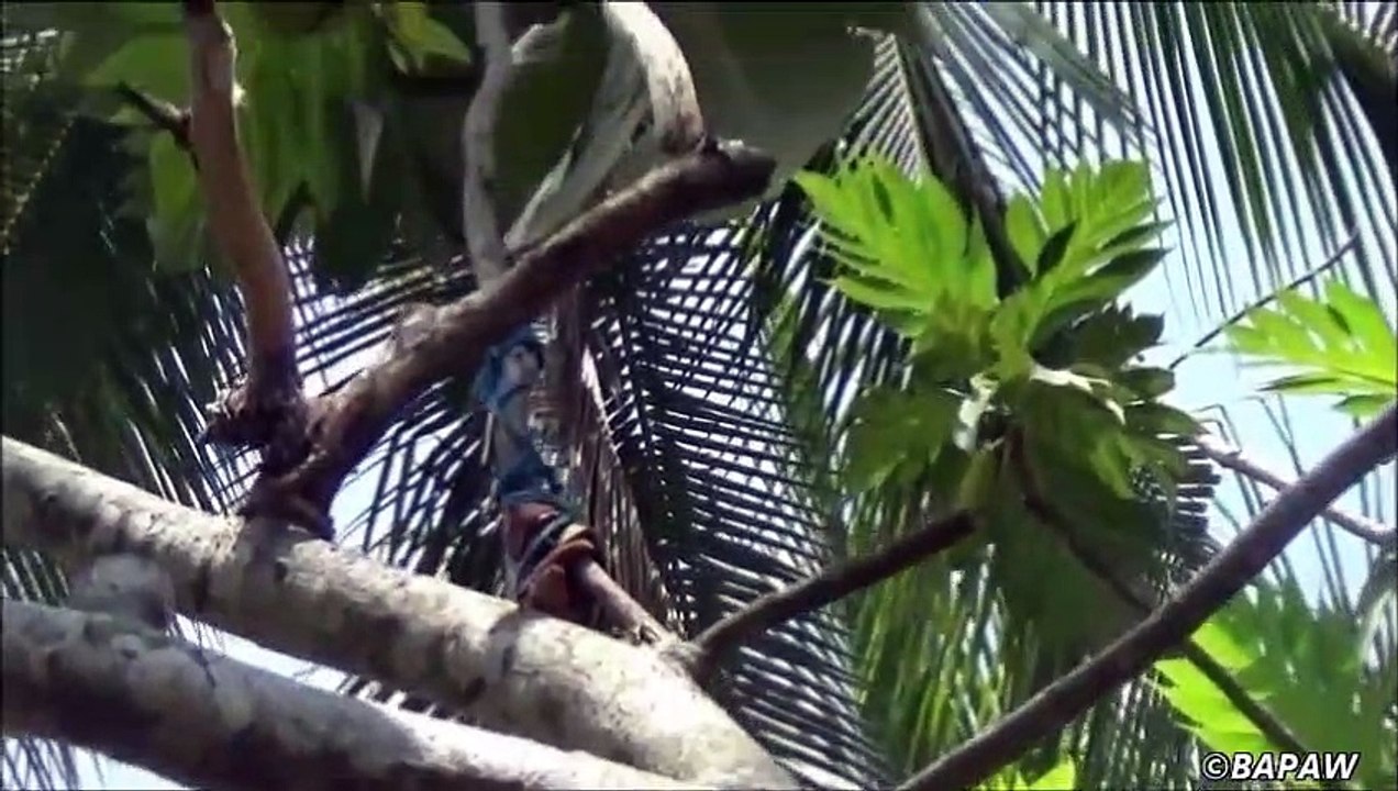 Village des Aliments la Cuisson d'un Pain au Curry dans mon Village par la grand-mère