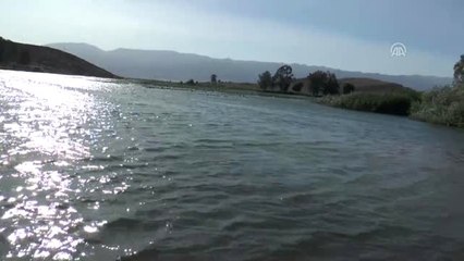 Hatay'da Kuruyan Derelerdeki Balıklar Kurtarıldı