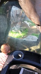 Fearless Baby Faces Mountain Lion