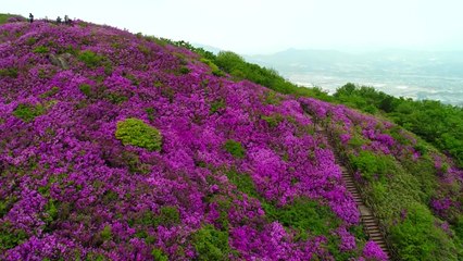 [영상] 바래봉 정상으로 번진 지리산 철쭉 / YTN