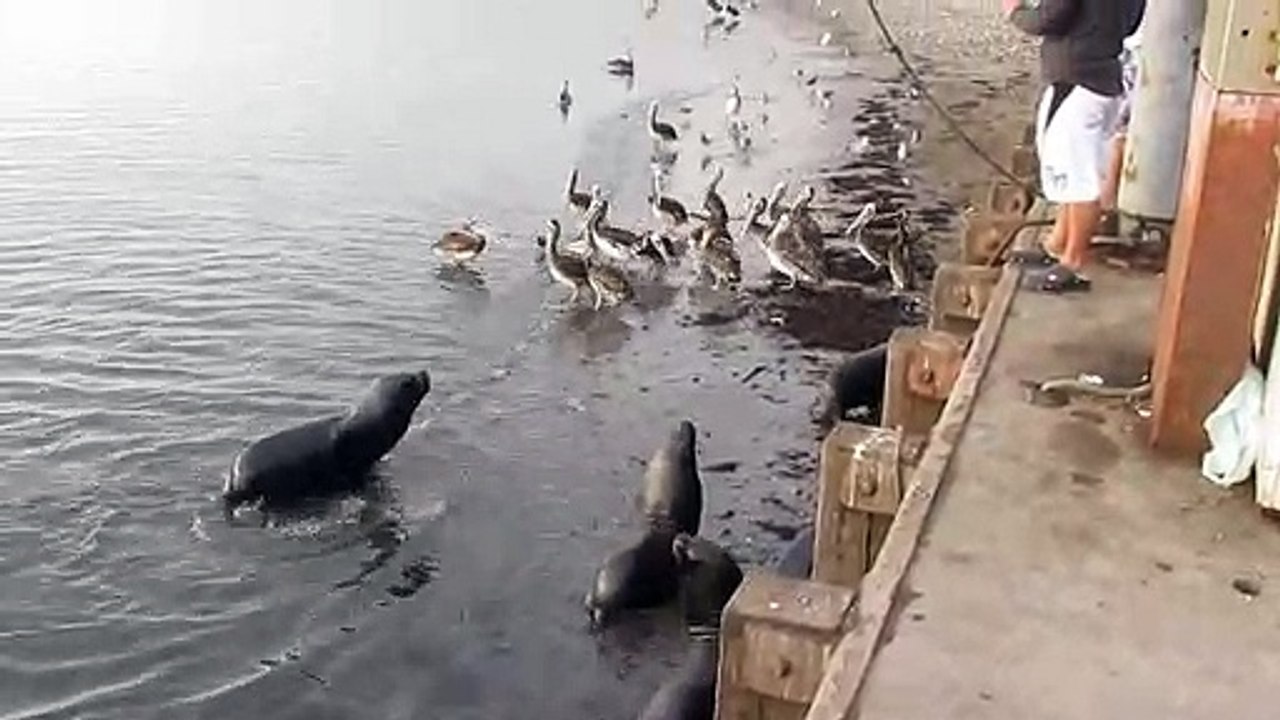 Otaries et pélicans
