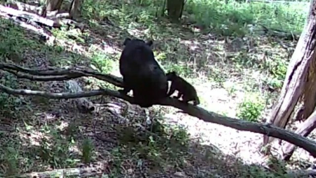 반달가슴곰 인공수정으로 새끼 3마리 출산 / YTN